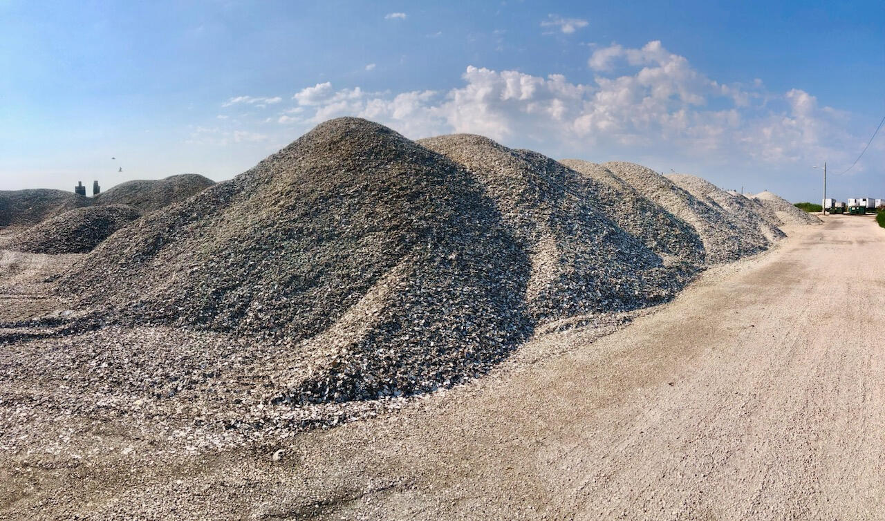 Cape Atlantis Shells